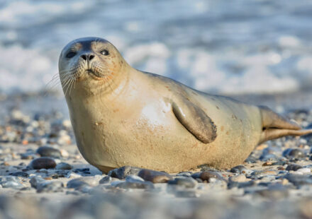 Seehundbestand im Wattenmeer geht zurück