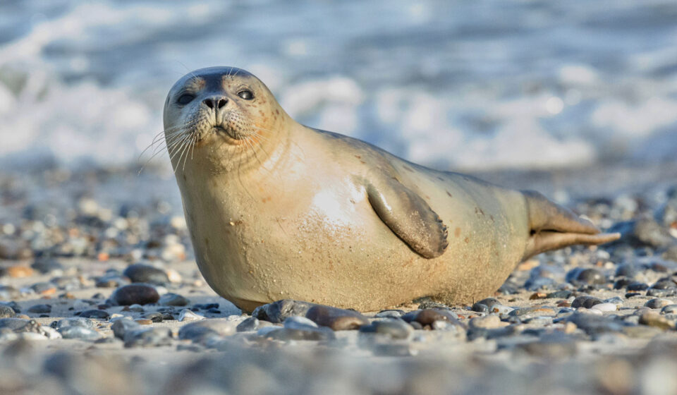 Seehundbestand im Wattenmeer geht zurück