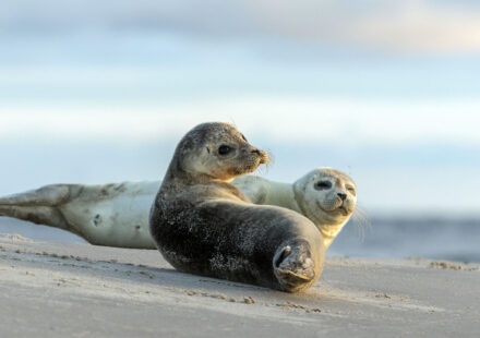 Seehunde in der Nordsee