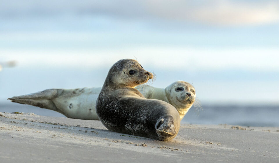 Seehunde Seehunde in der Nordsee