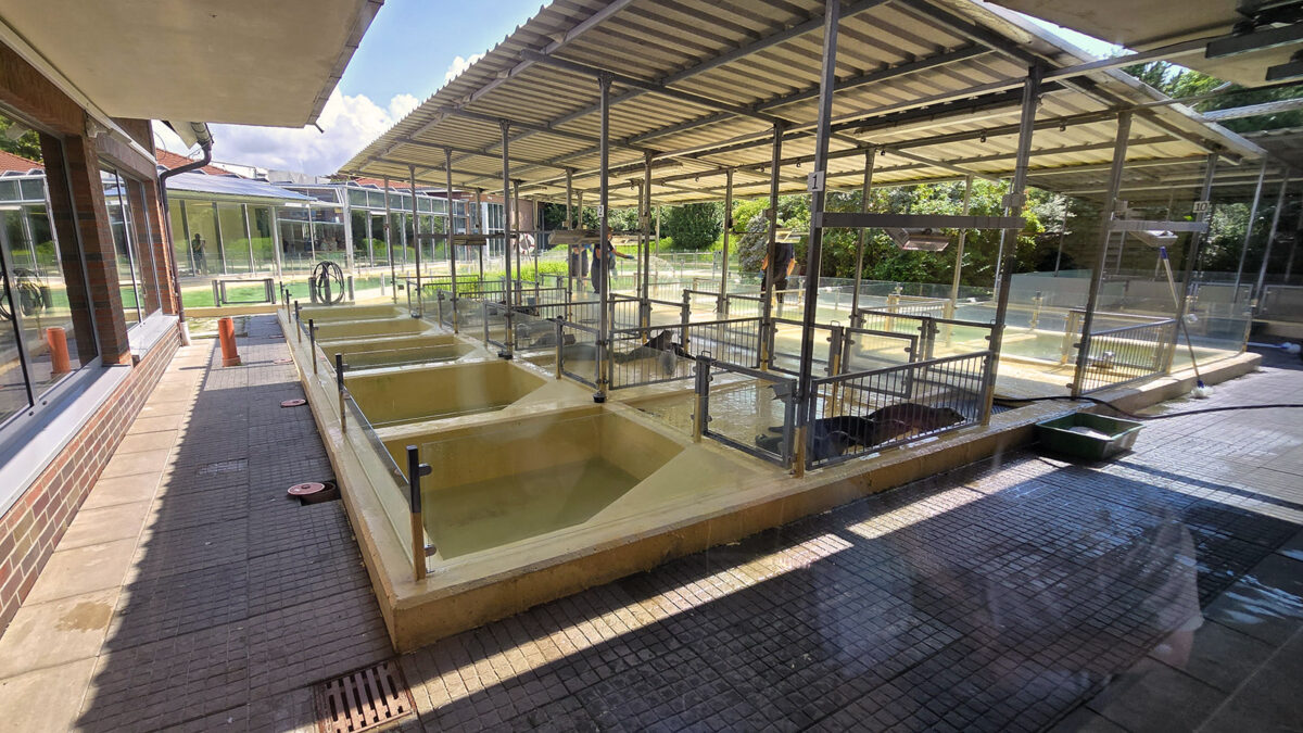 Aufzuchtbecken der Seehundstation Norddeich
