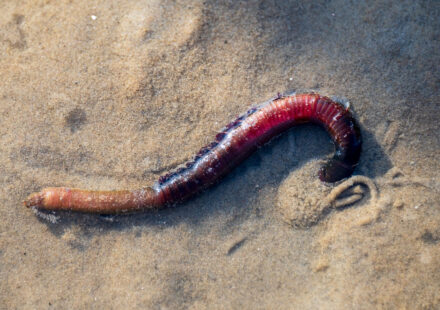 Wattwurm (Arenicola marina)