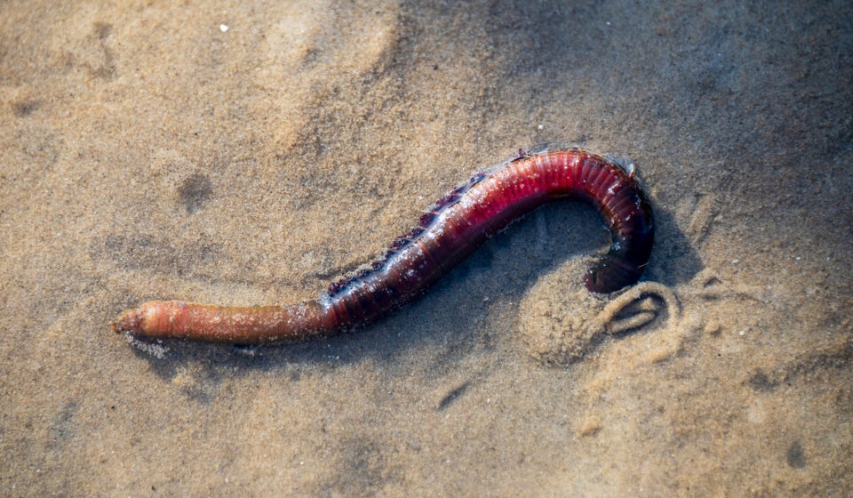 Wattwurm (Arenicola marina) Wattwurm (Arenicola marina)