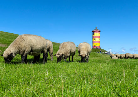 Deichschafe, Ostfriesland, Nordsee