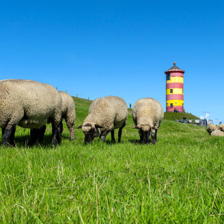 Deichschafe, Ostfriesland, Nordsee