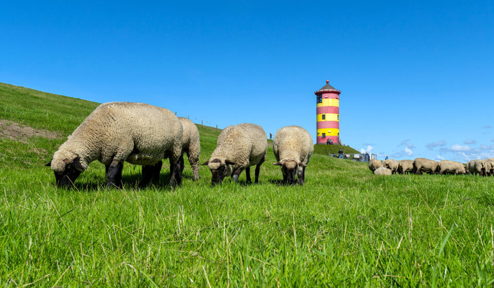 Deichschafe, Ostfriesland, Nordsee