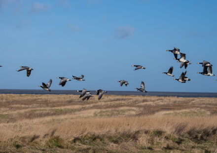 Leyhörn, Vogelbeobachtung, Vogelschutzgebiet