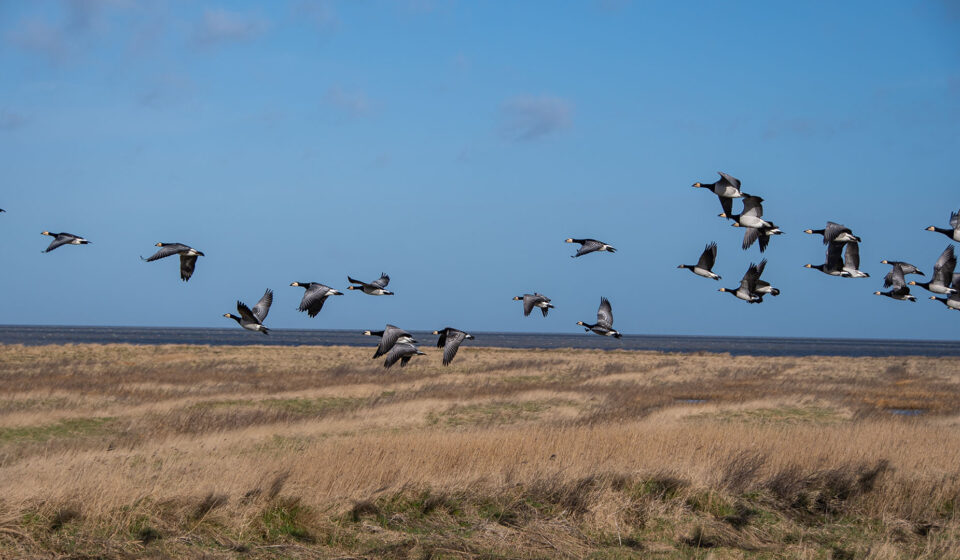 Vogelbeobachtung im Naturschutzgebiet Leyhörn Leyhörn, Vogelbeobachtung, Vogelschutzgebiet