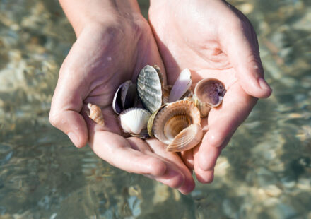 Muscheln sammeln an der Nordsee in Ostfriesland