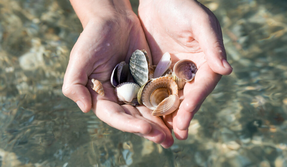 Muscheln sammeln an der Nordsee Muscheln sammeln an der Nordsee in Ostfriesland