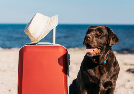 Urlaub mit Hund in Ostfriesland