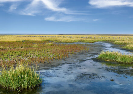 Salzwiese Nordsee