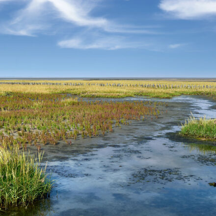 Salzwiese Nordsee