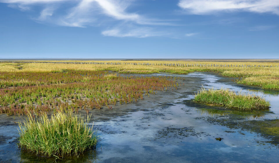 Salzwiese Nordsee