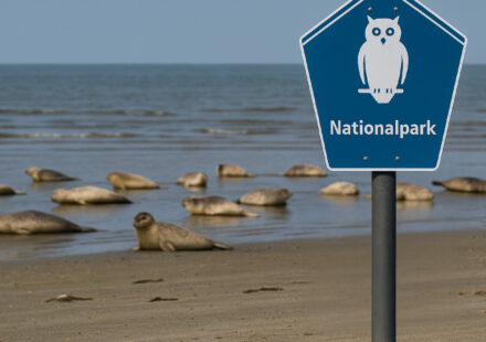 Seehunde - Ruhezone 1 - Nationalpark