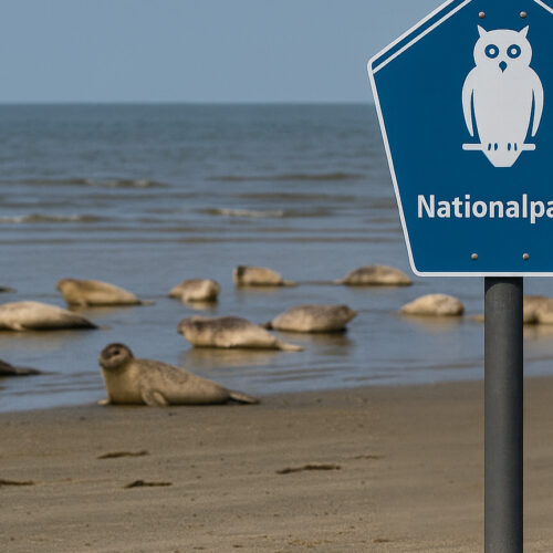 Seehunde - Ruhezone 1 - Nationalpark